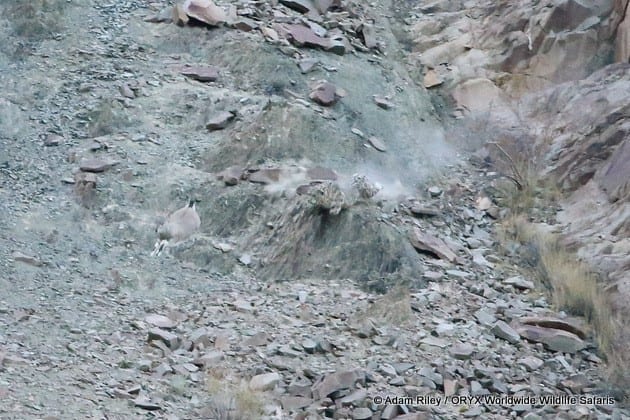 Chasse au léopard des neiges