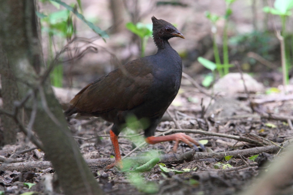 Megapode, Oranjevoet Komodo Indo AR-005