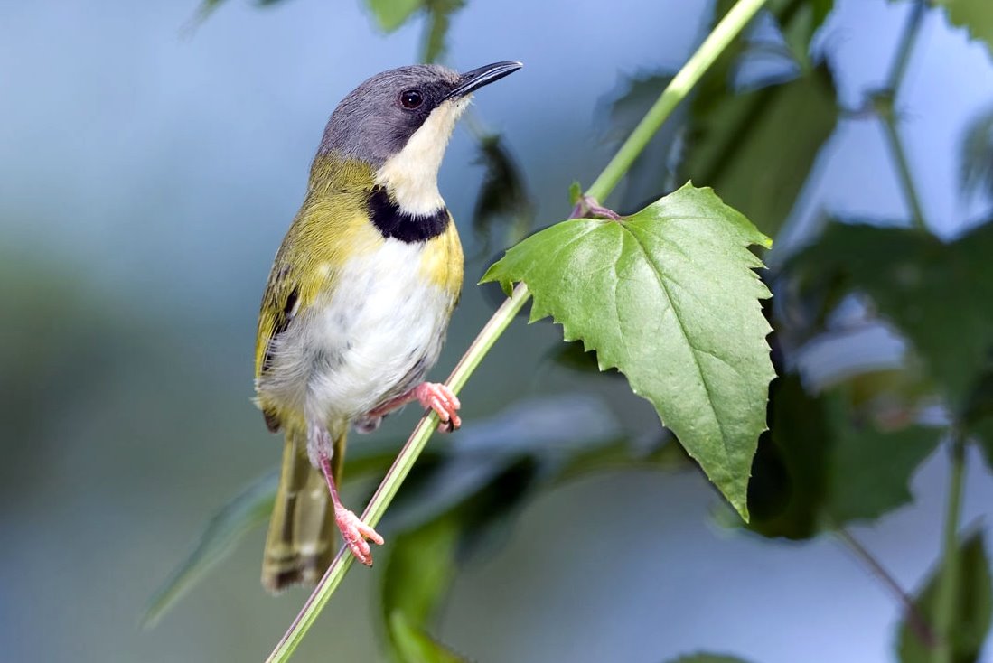 Apalis de Rudd