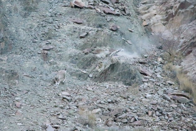 Chasse au léopard des neiges