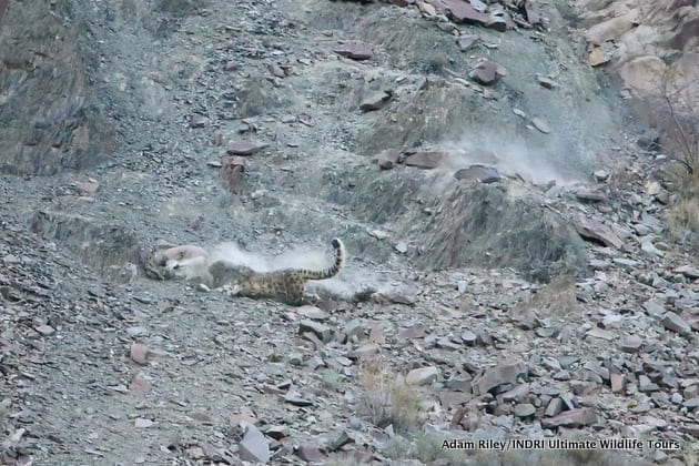 Caza del leopardo de las nieves