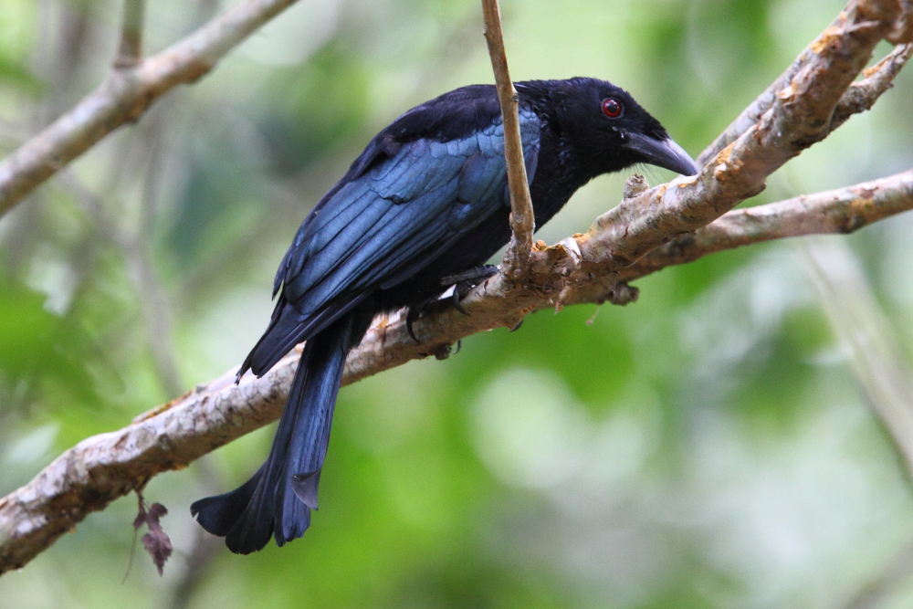 The Wallacean Drongo is an attractive endemic to Wallacea and commonly encountered on Komodo Island. Image by Adam Riley