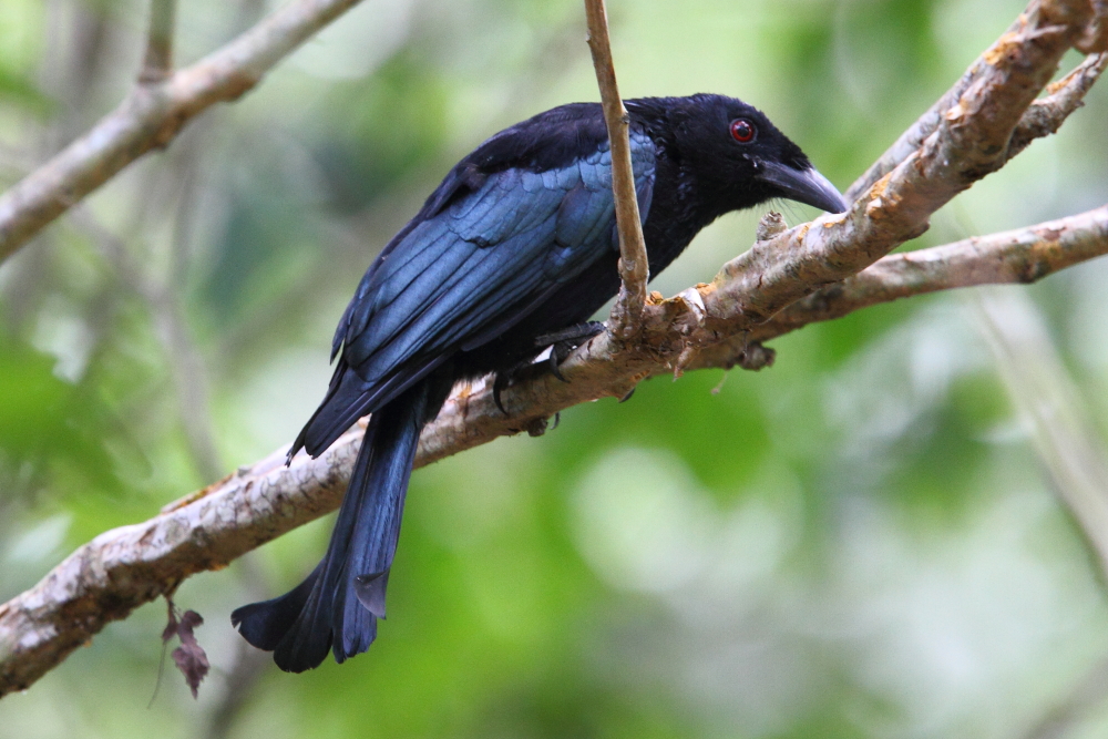 El Wallacean Drongo es un atractivo endémico de Wallacea y se encuentra comúnmente en la isla de Komodo. Imagen de Adam Riley 