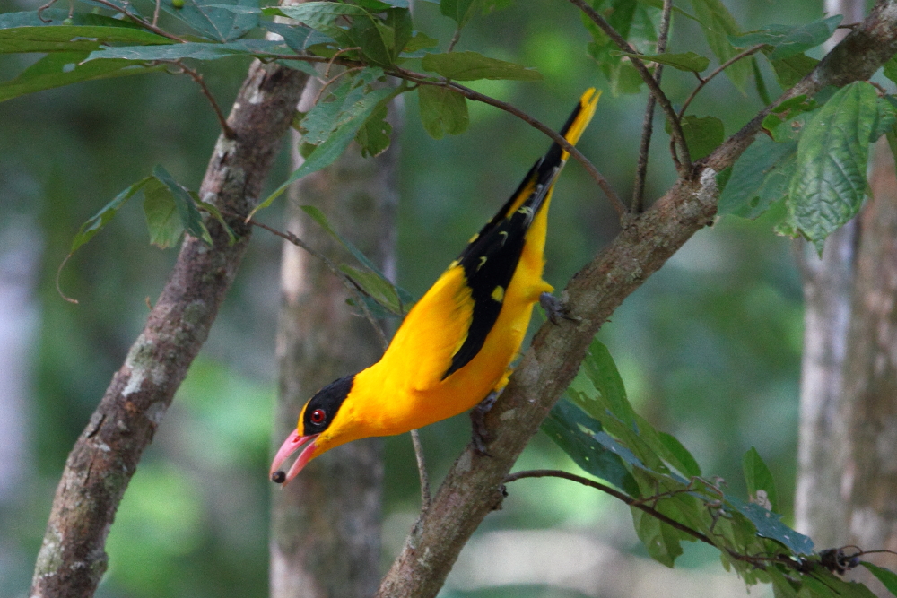 Le magnifique Oriole à nuque noire est une espèce asiatique que l&#39;on rencontre également facilement sur l&#39;île de Komodo. Image d&#39;Adam Riley 