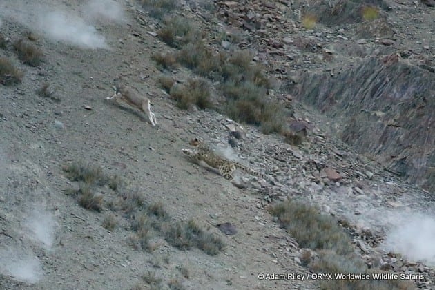 Chasse au léopard des neiges