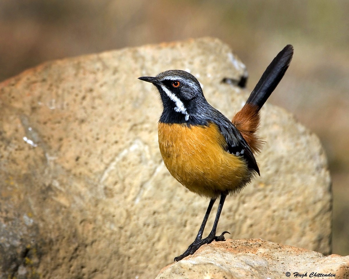 Drakensberg Rockjumper