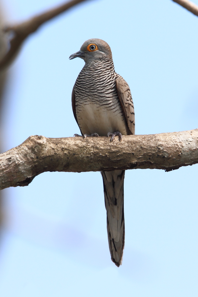 Den vackra Barred Dove är en indonesisk endemisk som förekommer på Komodo Island. Bild av Adam 