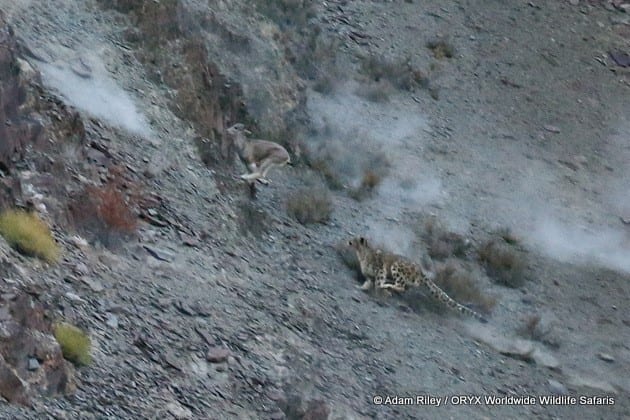 Chasse au léopard des neiges