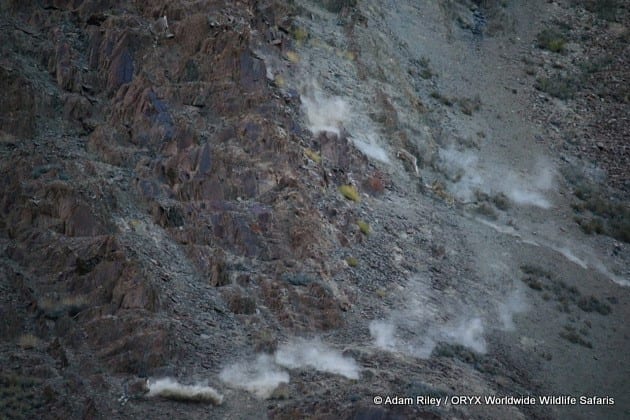 Snow Leopard jagt