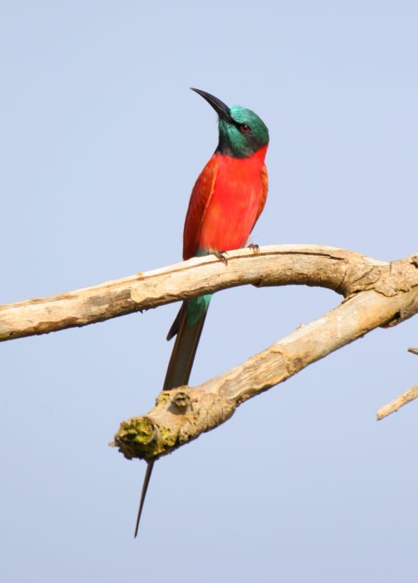 El impresionante abejaruco carmín del norte es un raro visitante de Tarangire