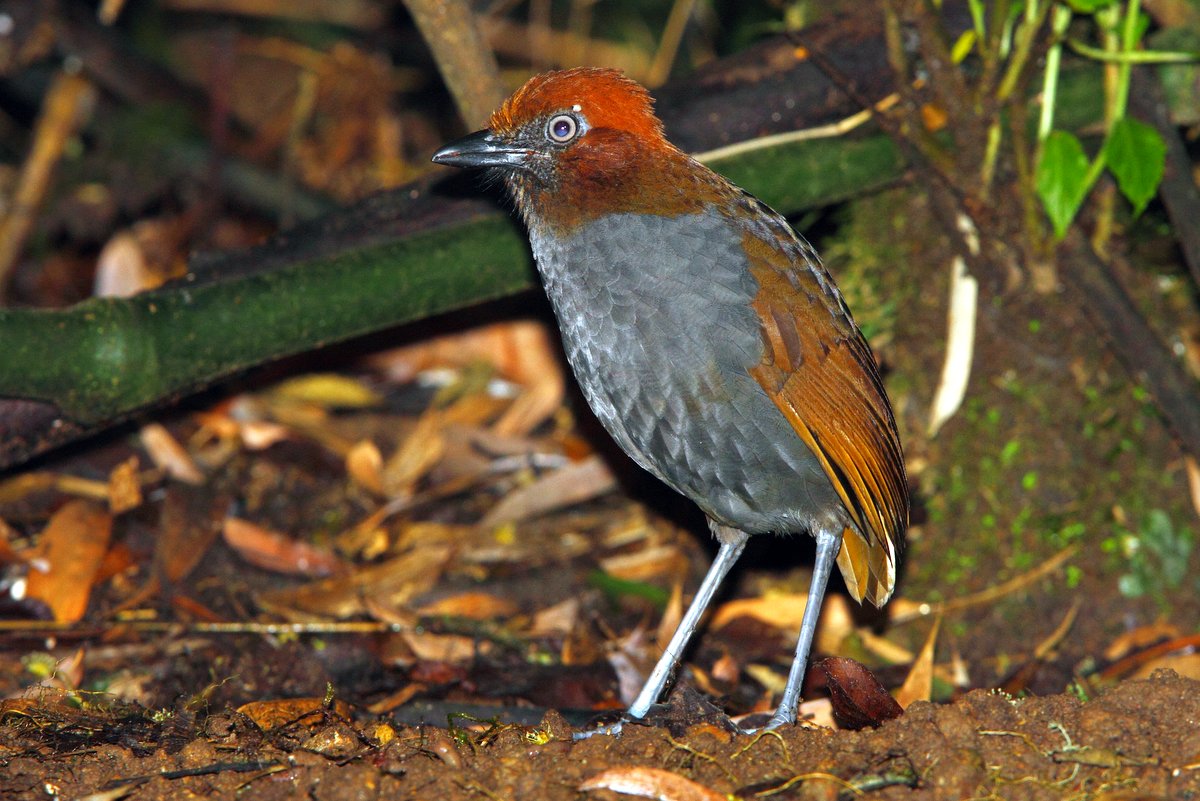 Antpitta med kastanje-nav fotograferet ved Rio Blanco af Adam Riley