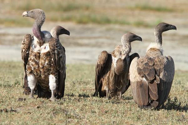 Rueppell’s and White-backed Vultures by Adam Riley