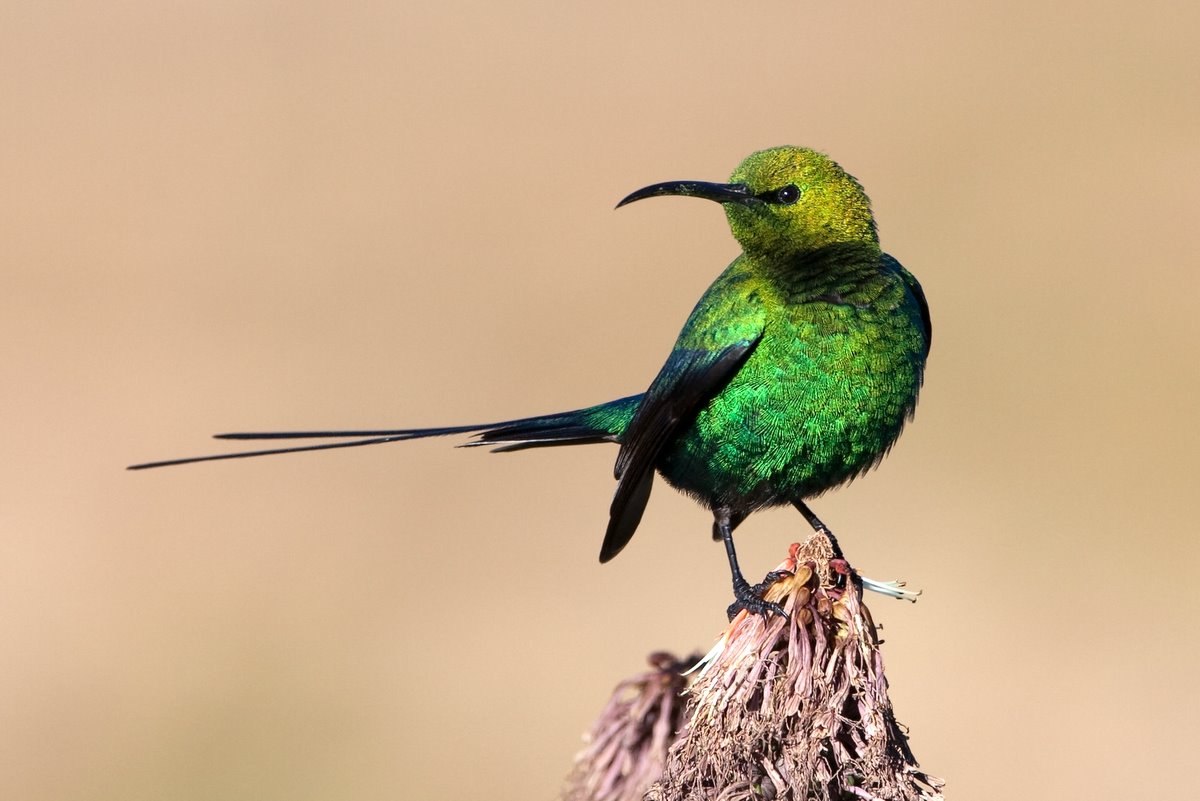 Pájaro sol de malaquita