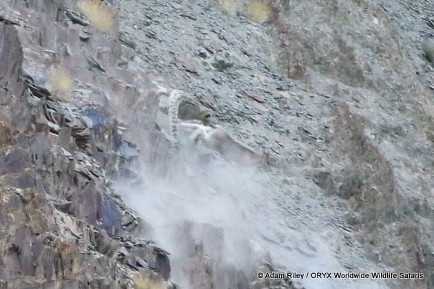 Chasse au léopard des neiges