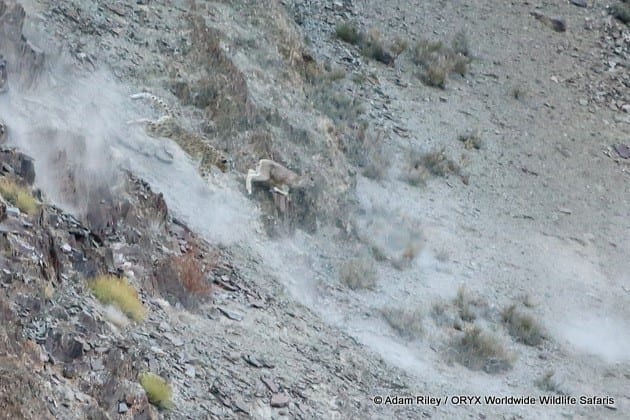 Caza del leopardo de las nieves