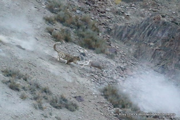 Chasse au léopard des neiges