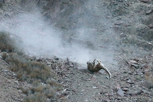 Chasse au léopard des neiges