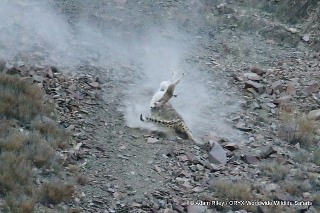 Chasse au léopard des neiges