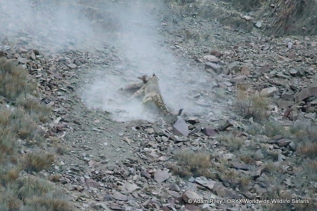 Caza del leopardo de las nieves