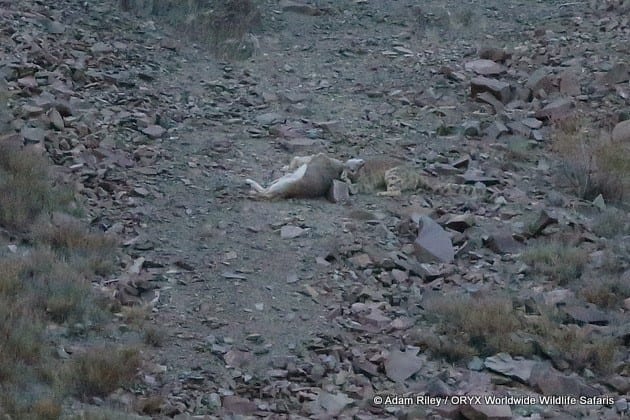 Snow Leopard jagt