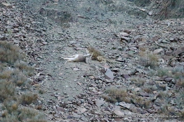 Chasse au léopard des neiges