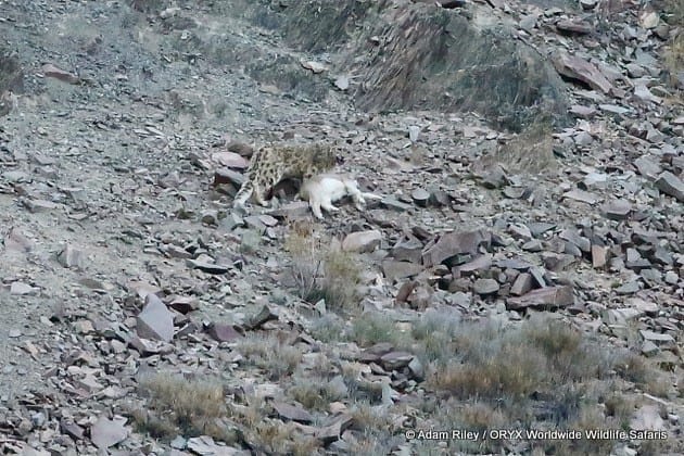 Caza del leopardo de las nieves