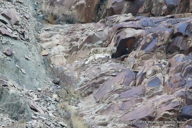 Snow Leopard jagt