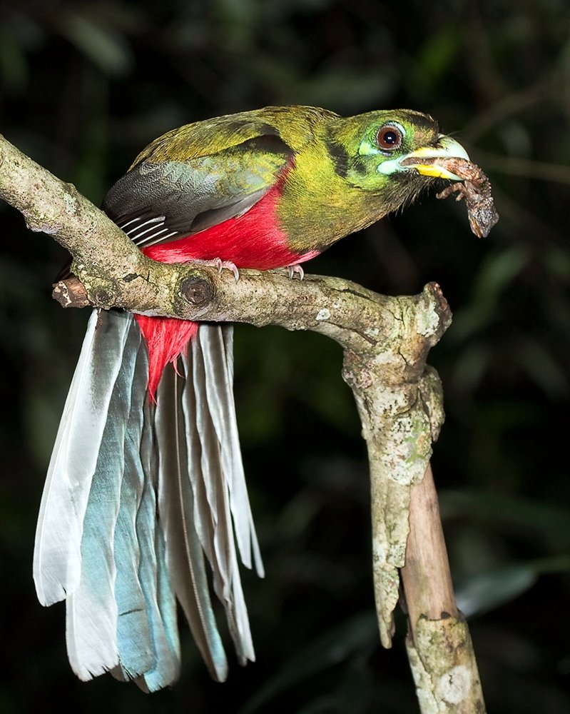 Narina Trogon