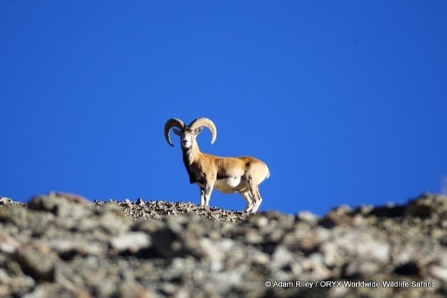 Chasse au léopard des neiges