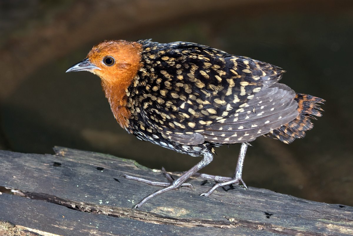 Buff-spotted Flufftail