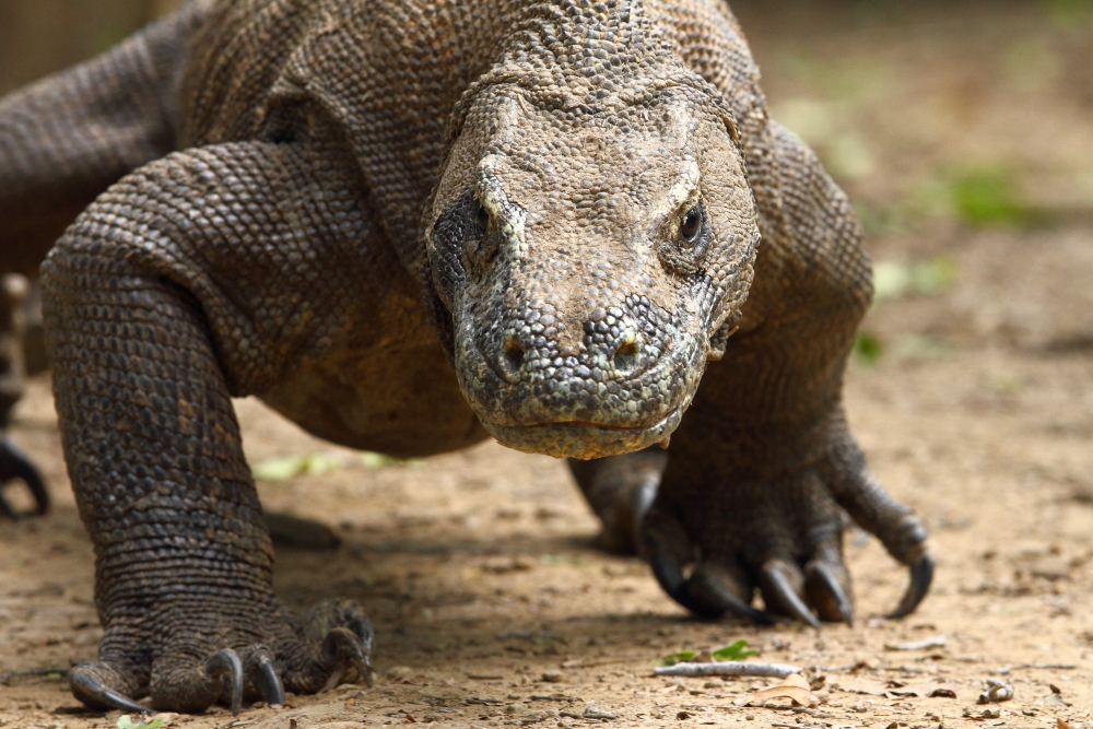 Un dragon de Komodo avance lourdement. Remarquez les griffes massives utilisées pour saisir les proies. Image d&#39;Adam Riley 