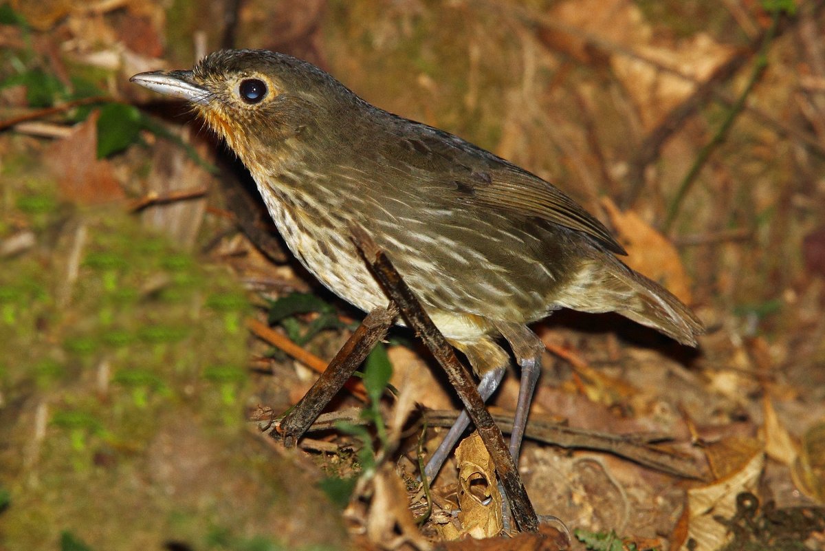 Santa Marta Antpitta fotograferad på El Dorado i Santa Marta-bergen av Adam Riley