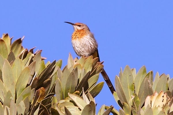 4. Sugarbird-Gurneys-Sani-Pass-SA-AR-6