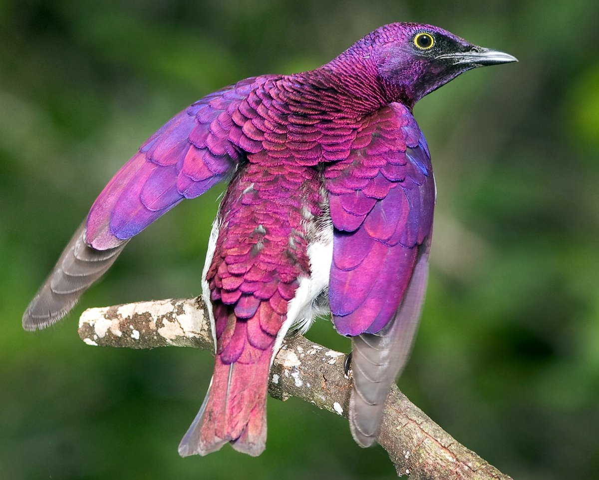 Étourneau à dos violet