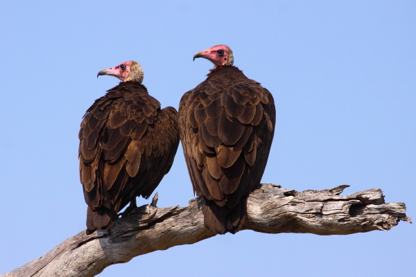 Hooded Vultures by Adam Riley