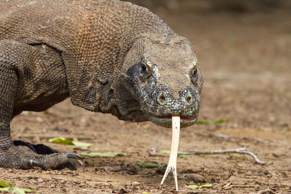 Komodo Dragons constantly flick their enormous tongues which are an essential aid for detecting prey and carrion. Their tongues have both smelling and tasting stimulii.