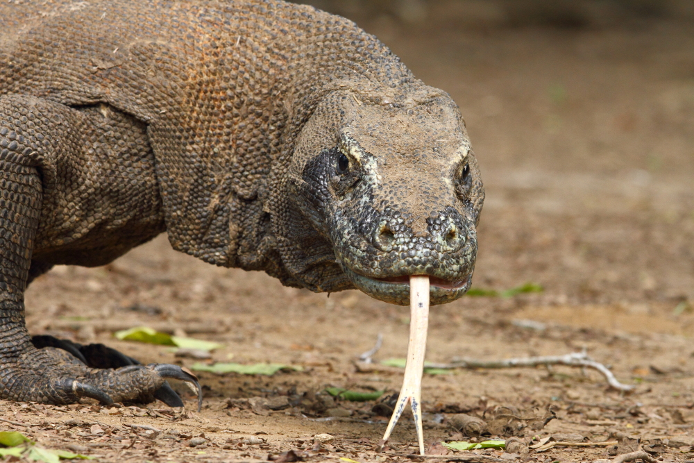 Komodovaranen bewegen voortdurend met hun enorme tongen, wat een essentieel hulpmiddel is bij het detecteren van prooien en aas. Hun tong heeft zowel ruikende als proevende stimulii. 