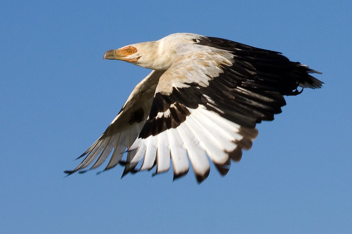 Palmnut Vulture