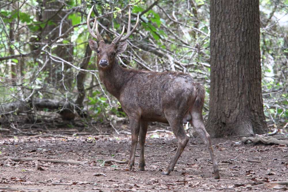 Timor Deer är riklig på Komodo Island och är Komodo-drakarnas främsta byte. Bild av Adam Riley. 