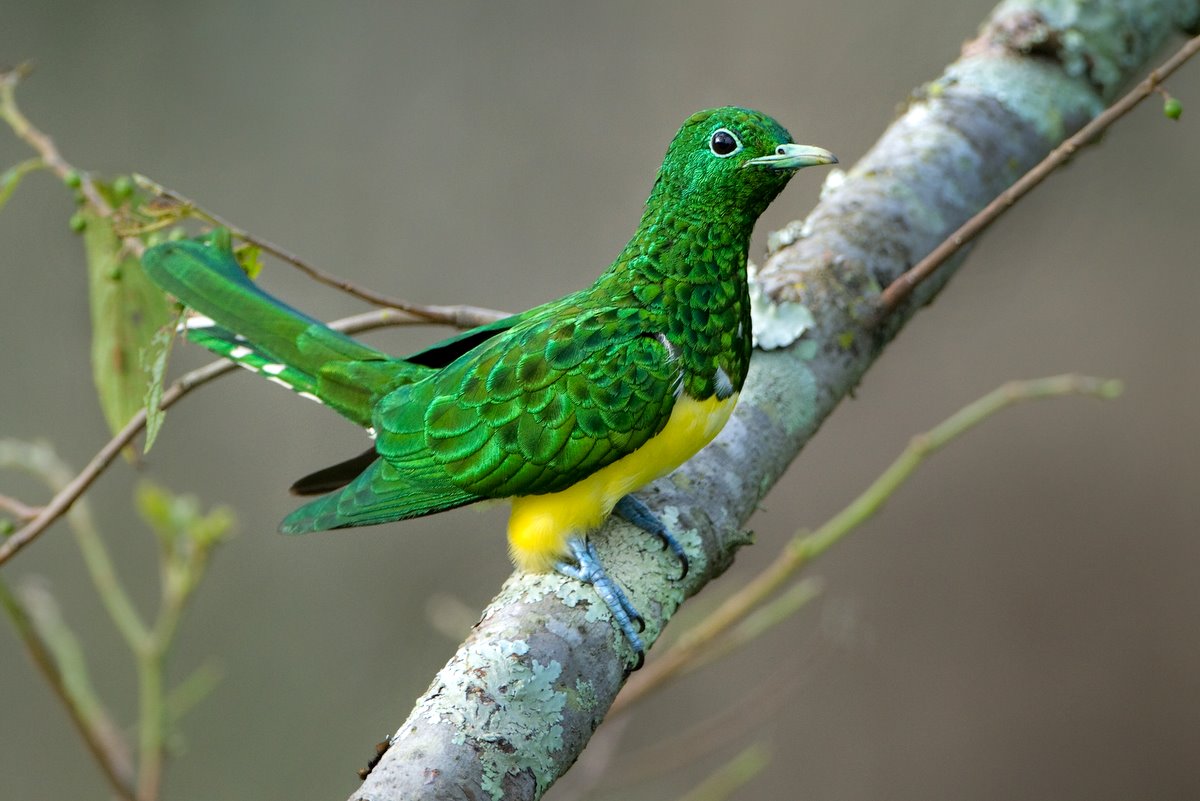 African Emerald Cuckoo