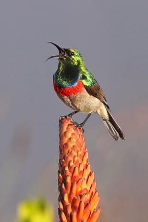 6. Sunbird-Lesser-Double-collared-Jakkalsfontein-WC-SA-AR-26