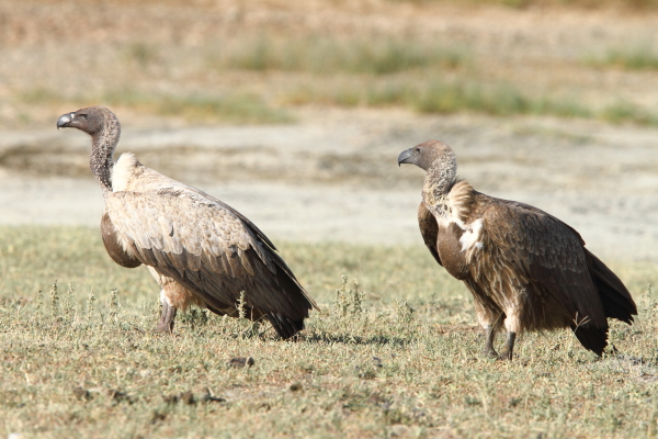 White-backed Vultures by Adam Riley