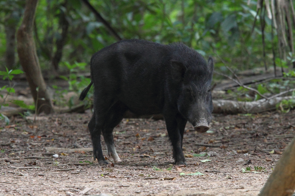 Wild Boar also occur in good numbers, the dragons are able to swallow them whole! Image by Adam Riley.