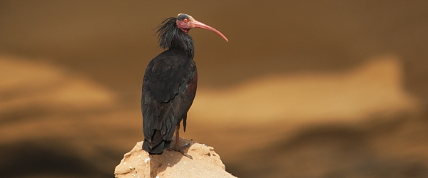 Northern Bald Ibis af Adam Riley