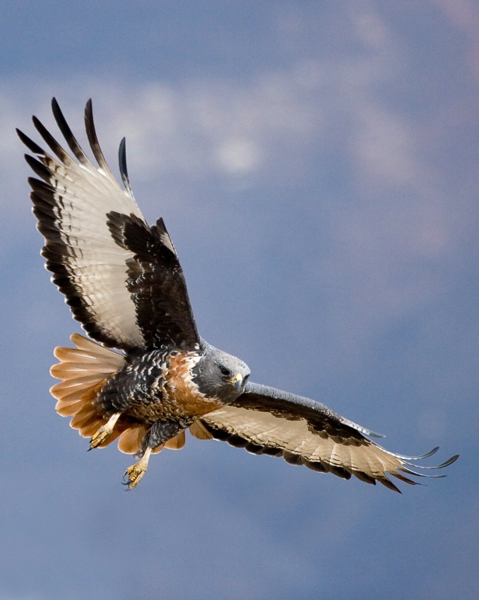 Jakhals Buizerd