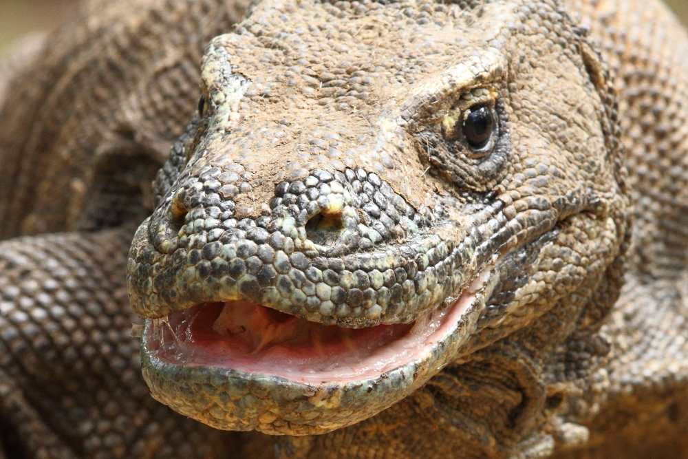 The Komodo Dragon’s saliva is both copious and remarkably virulent. Image by Adam Riley