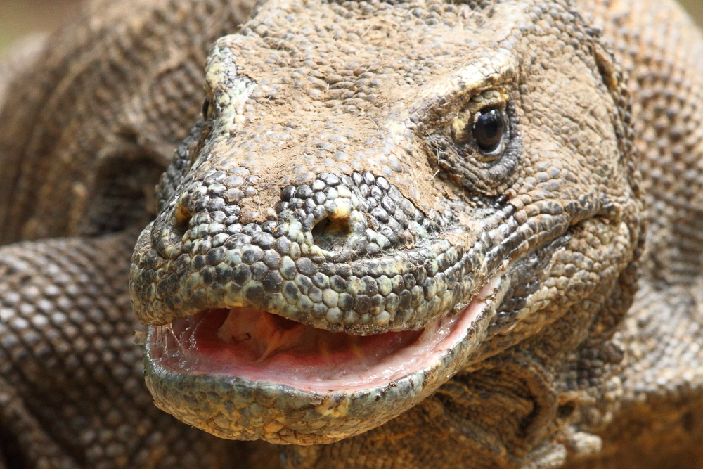 La saliva del dragón de Komodo es copiosa y notablemente virulenta. Imagen de Adam Riley 