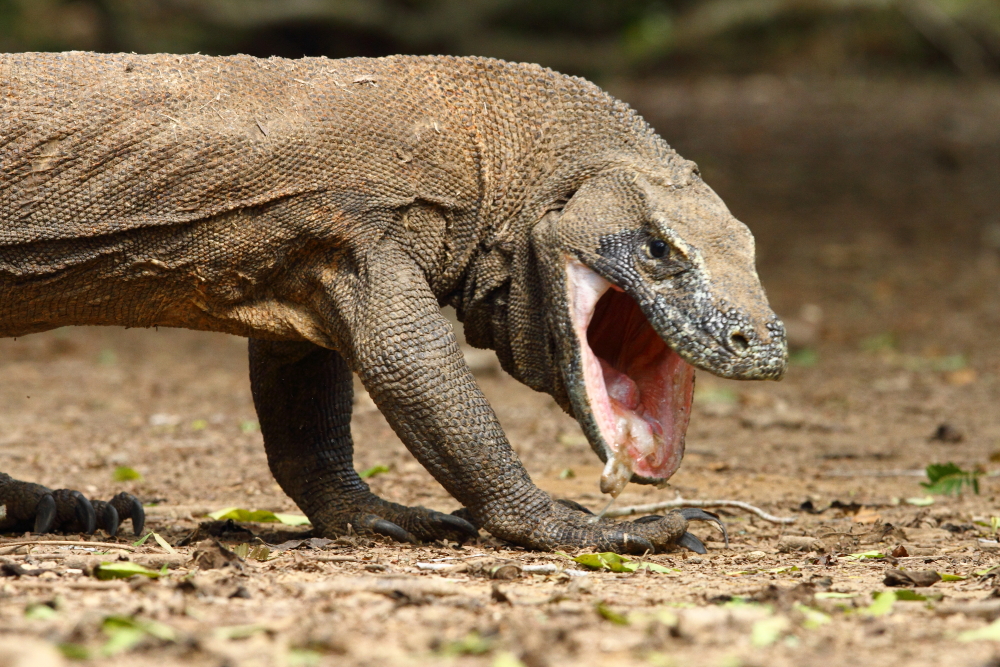 Un dragon de Komodo en train de régurgiter des portions non désirées de son repas précédent, ceci est couramment pratiqué par ces animaux. Image d&#39;Adam Riley 