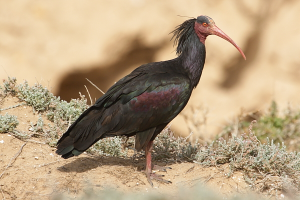 Noordelijke kale ibis van Adam Riley