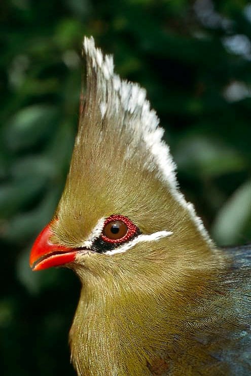 Malkoha verde